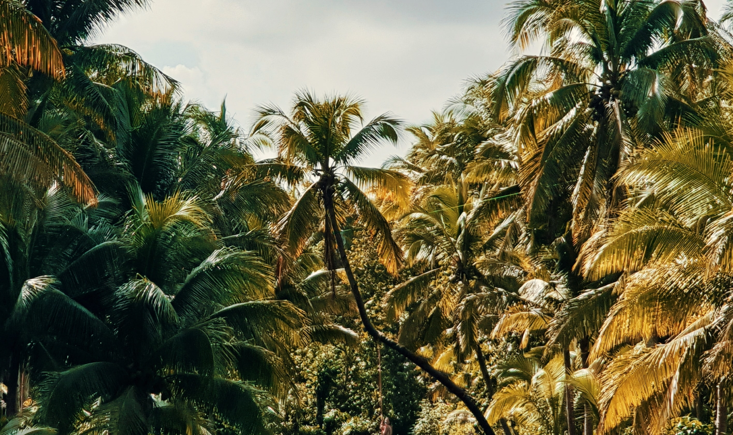 Most of the best rum are made in Caribbean sea. Canerock is a blended rum from Jamaica