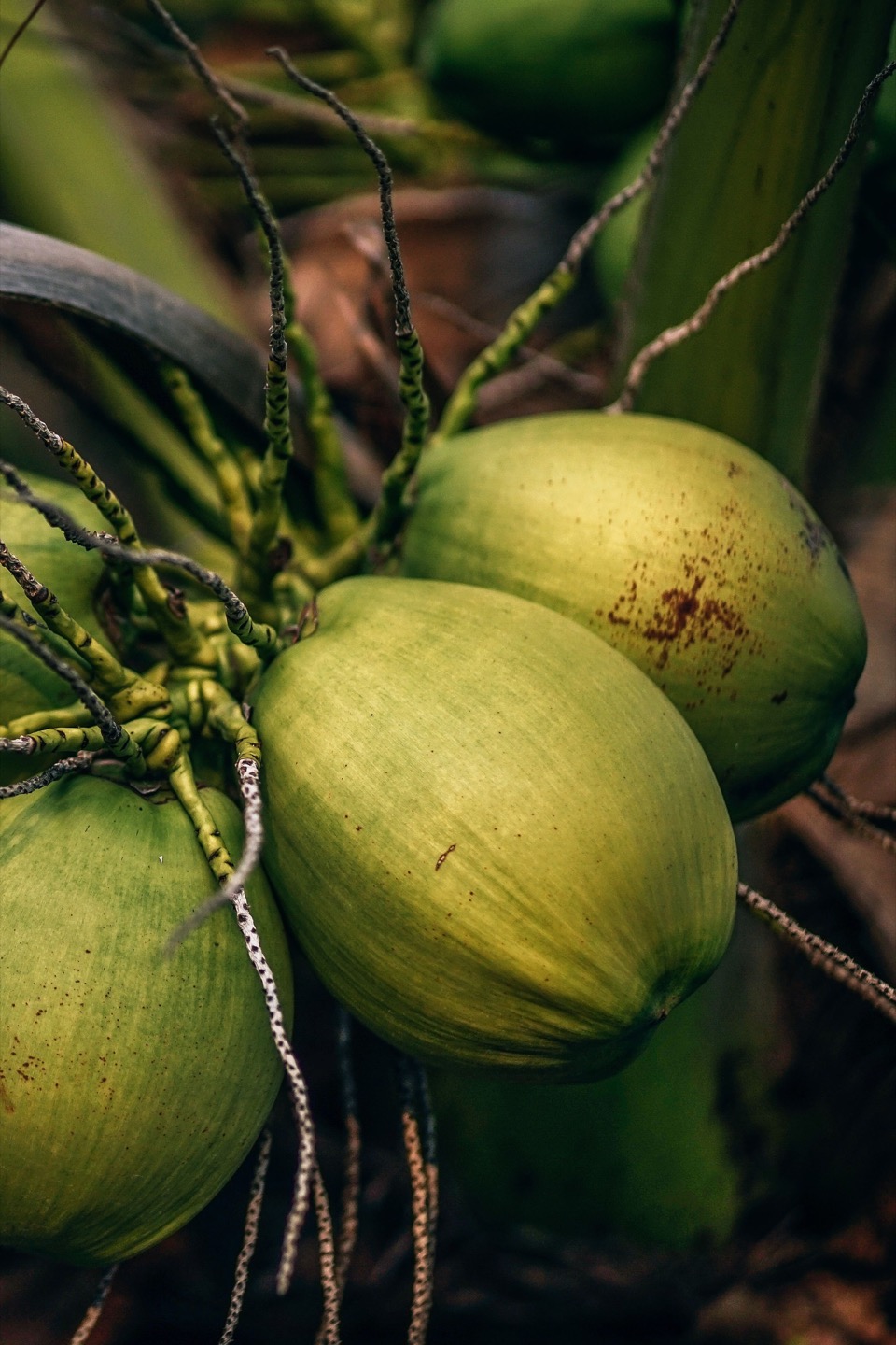 Beach and Coconut Pinacolada recipe easy