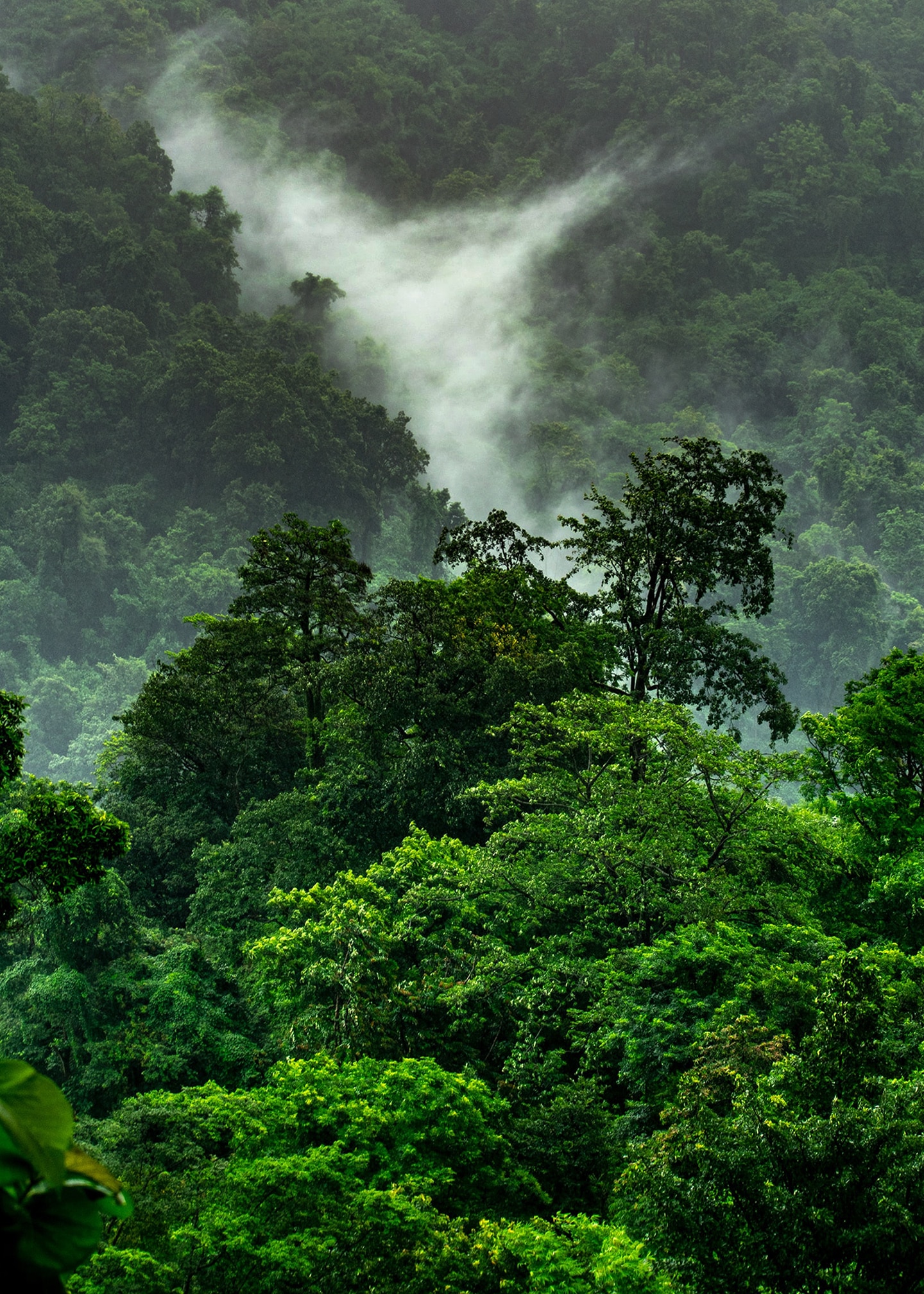 Jungle in Paradise island, Jamaica, where the rum is made