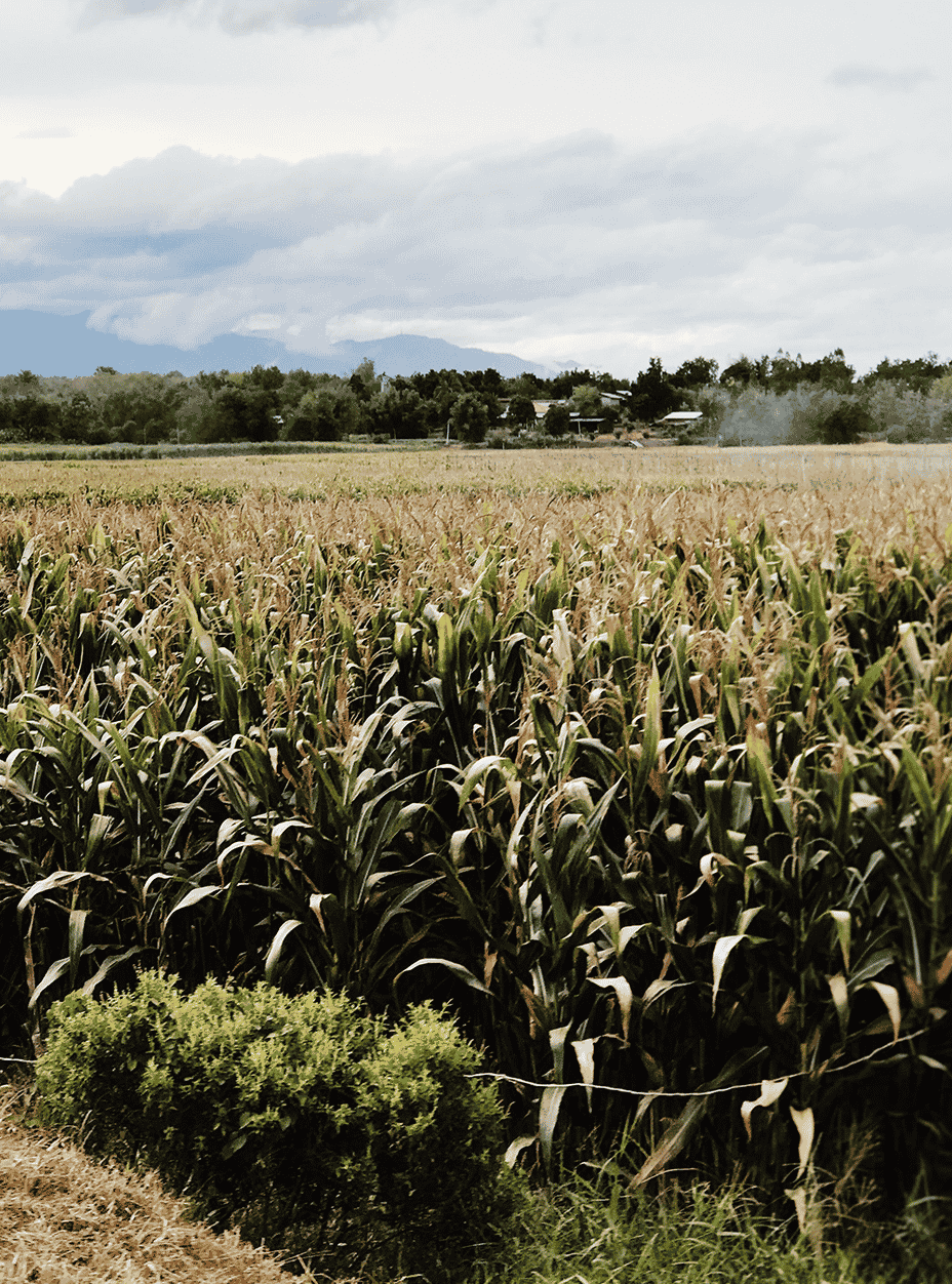 milly-vueti-fbiMfwF_LyA-unsplash