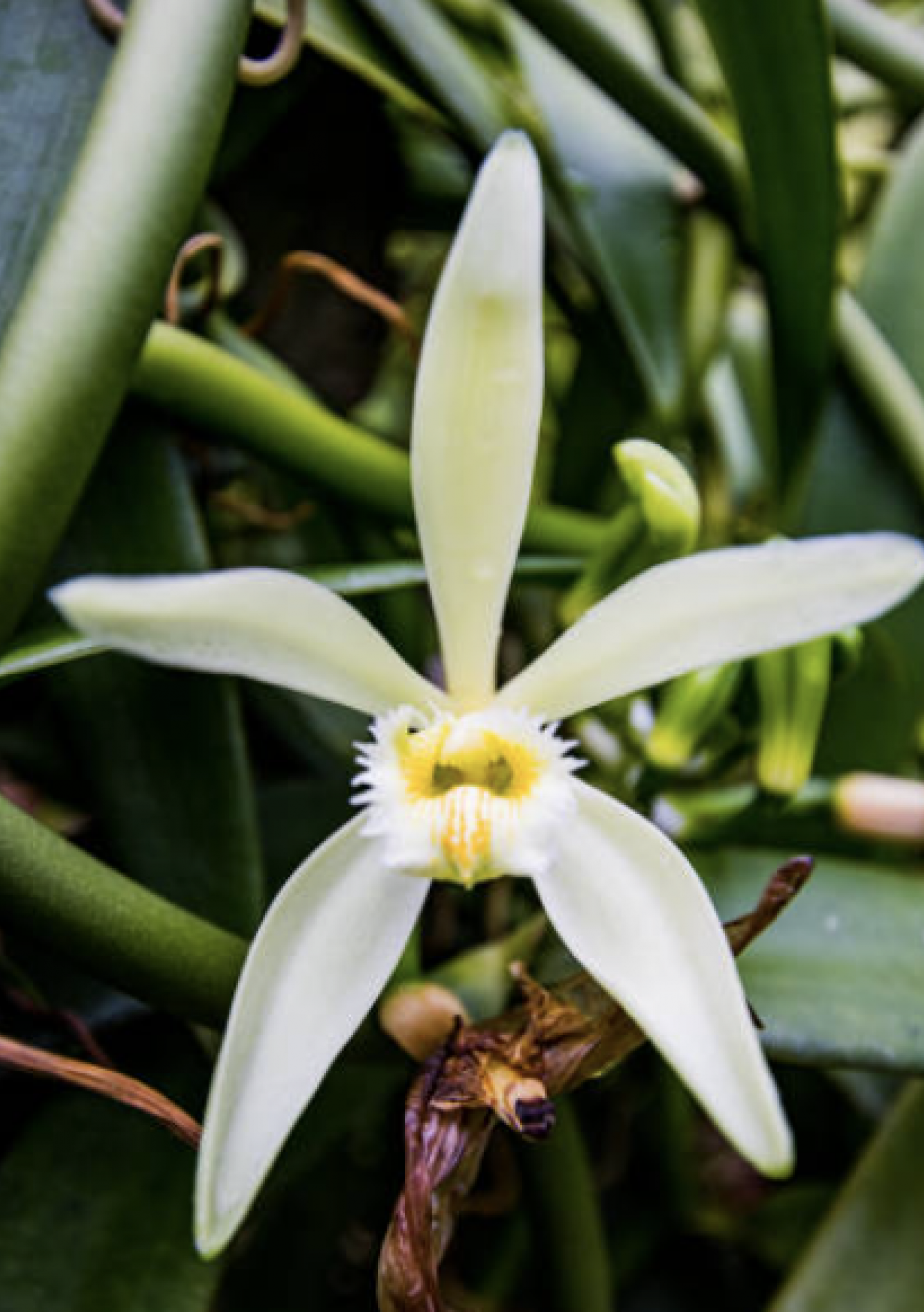 Vanilla is made with traditional Jamaican rums infused with natural spices like vanilla